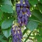 5 PCS Seeds Mucuna Pruriens Black Jade Vine