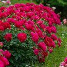 5 PCS Seeds Mudanji' Blackish Deep Red Peony Tree