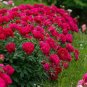 5 PCS Seeds Mudanji' Blackish Deep Red Peony Tree