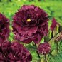 5 PCS Seeds Mudanji' Blackish Deep Red Peony Tree