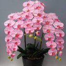 100 PCS Seeds Multi Color Dendrobium Orchids Bonsai