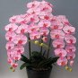100 PCS Seeds Multi Color Dendrobium Orchids Bonsai