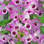 100 PCS Seeds Multi Color Dendrobium Orchids Bonsai
