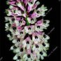 100 PCS Seeds Multi Color Dendrobium Orchids Bonsai