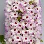 100 PCS Seeds Multi Color Dendrobium Orchids Bonsai