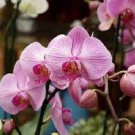 100 PCS Seeds Multi Color Dendrobium Orchids Bonsai