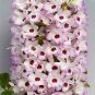100 PCS Seeds Multi Color Dendrobium Orchids Bonsai
