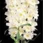 100 PCS Seeds Multi Color Dendrobium Orchids Bonsai