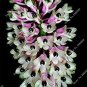 100 PCS Seeds Multi Color Dendrobium Orchids Bonsai