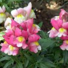 200 PCS Seeds Multi-Color Antirrhinum Majus Bonsai 200 PCS Seeds Multi-Color Antirrhinum Majus Bonsai