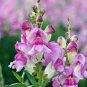 200 PCS Seeds Multi-Color Antirrhinum Majus Bonsai
