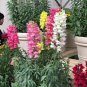 200 PCS Seeds Multi-Color Antirrhinum Majus Bonsai