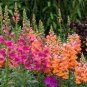 200 PCS Seeds Multi-Color Antirrhinum Majus Bonsai