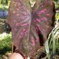 100 PCS Seeds Multicolor Caladium Bonsai Caladium Bicolor Bright Leaf Flower