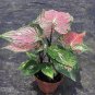 100 PCS Seeds Multicolor Caladium Bonsai Caladium Bicolor Bright Leaf Flower