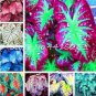100 PCS Seeds Multicolor Caladium Bonsai Caladium Bicolor Bright Leaf Flower