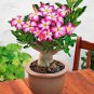 5 PCS Seeds Multicolor Desert Rose Bonsai Garden Home Pot Balcony Flower
