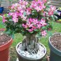 5 PCS Seeds Multicolor Desert Rose Bonsai Garden Home Pot Balcony Flower