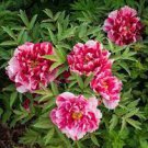 5 PCS Seeds Multicolor Japanese Tree Peony Flower
