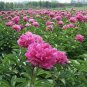 5 PCS Seeds Multicolor Japanese Tree Peony Flower