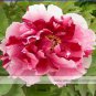 5 PCS Seeds Multicolor Japanese Tree Peony Flower