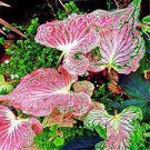 120 PCS Seeds Multicolor Thailand Caladium Bonsai Perennial Flowers Garden Potted 120 PCS Seeds Multicolor Thailand Caladium Bonsai Perennial Flowers Garden Potted