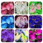120 PCS Seeds Multicolor Thailand Caladium Bonsai Perennial Flowers Garden Potted