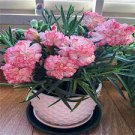 100 PCS Seeds Multicolored Carnation Bonsai Potted Flowers