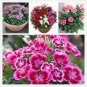 100 PCS Seeds Multicolored Carnation Bonsai Potted Flowers