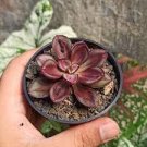 20 PCS Seeds Multi-Colored Echeveria Nodulosa 20 PCS Seeds Multi-Colored Echeveria Nodulosa