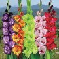 120 PCS Seeds Multicolored Gladiolus Flower