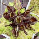 200 PCS Seeds Multifarious Nepenthes Carnivorous Plant Seed Mixed 9 Types 200 PCS Seeds Multifarious Nepenthes Carnivorous Plant Seed Mixed 9 Types