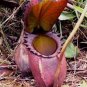 200 PCS Seeds Multifarious Nepenthes Carnivorous Plant Seed Mixed 9 Types