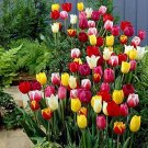 200 PCS Seeds Multifarious Tulip Flowers 200 PCS Seeds Multifarious Tulip Flowers