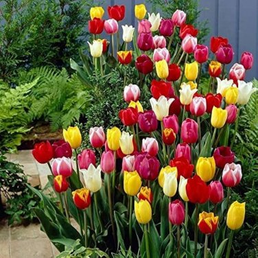 200 PCS Seeds Multifarious Tulip Flowers