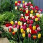 200 PCS Seeds Multifarious Tulip Flowers