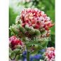 200 PCS Seeds Multifarious Tulip Flowers