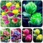 200 PCS Seeds Multifarious Tulip Flowers