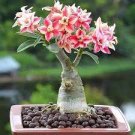 30 PCS Seeds Multi-Layer Adenium obesum Desert Rose