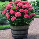 50 PCS Seeds Multiple Color Choice Hydrangea Bonsai Perennial Flower