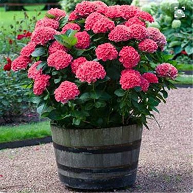 50 PCS Seeds Multiple Color Choice Hydrangea Bonsai Perennial Flower