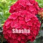 50 PCS Seeds Multiple Color Choice Hydrangea Bonsai Perennial Flower