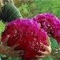 50 PCS Seeds Multiple Color Choice Hydrangea Bonsai Perennial Flower