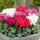 120 PCS Seeds Multiple Color Cyclamen 120 PCS Seeds Multiple Color Cyclamen