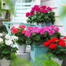 30 PCS Seeds Multiple Colour Geranium Plants