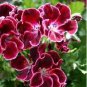 30 PCS Seeds Multiple Colour Geranium Plants