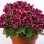 30 PCS Seeds Multiple Colour Geranium Plants
