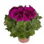30 PCS Seeds Multiple Colour Geranium Plants