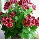 30 PCS Seeds Multiple Colour Geranium Plants, Perennial Flower Pelargonium