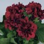 30 PCS Seeds Multiple Colour Geranium Plants, Perennial Flower Pelargonium
